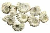 1 3/4 to 2" Tractor Ammonite (Douvilleiceras) Fossils - Photo 4